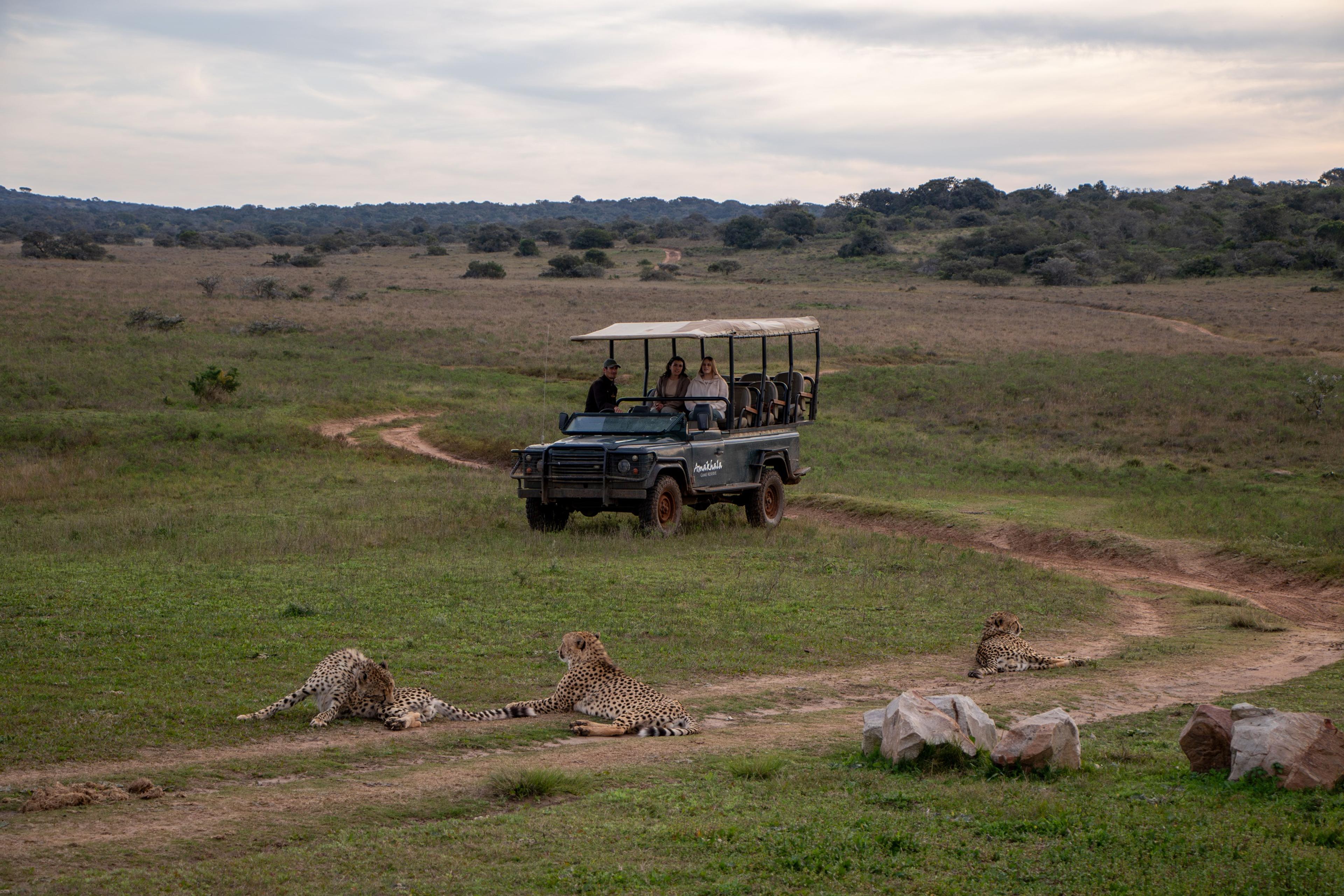 luxury-safaris-with-rhino-africa-at-amakhalan8a9921-1.jpg
