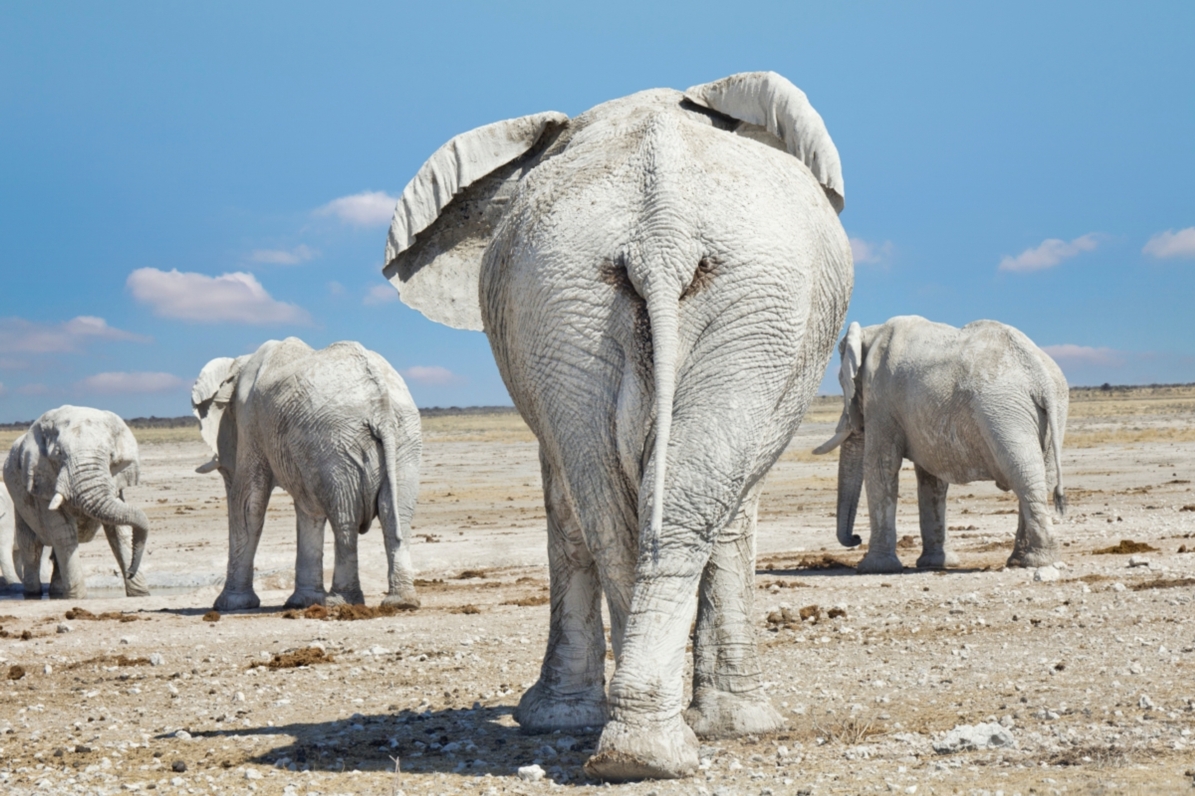 4. etosha-ghost-elephants.png