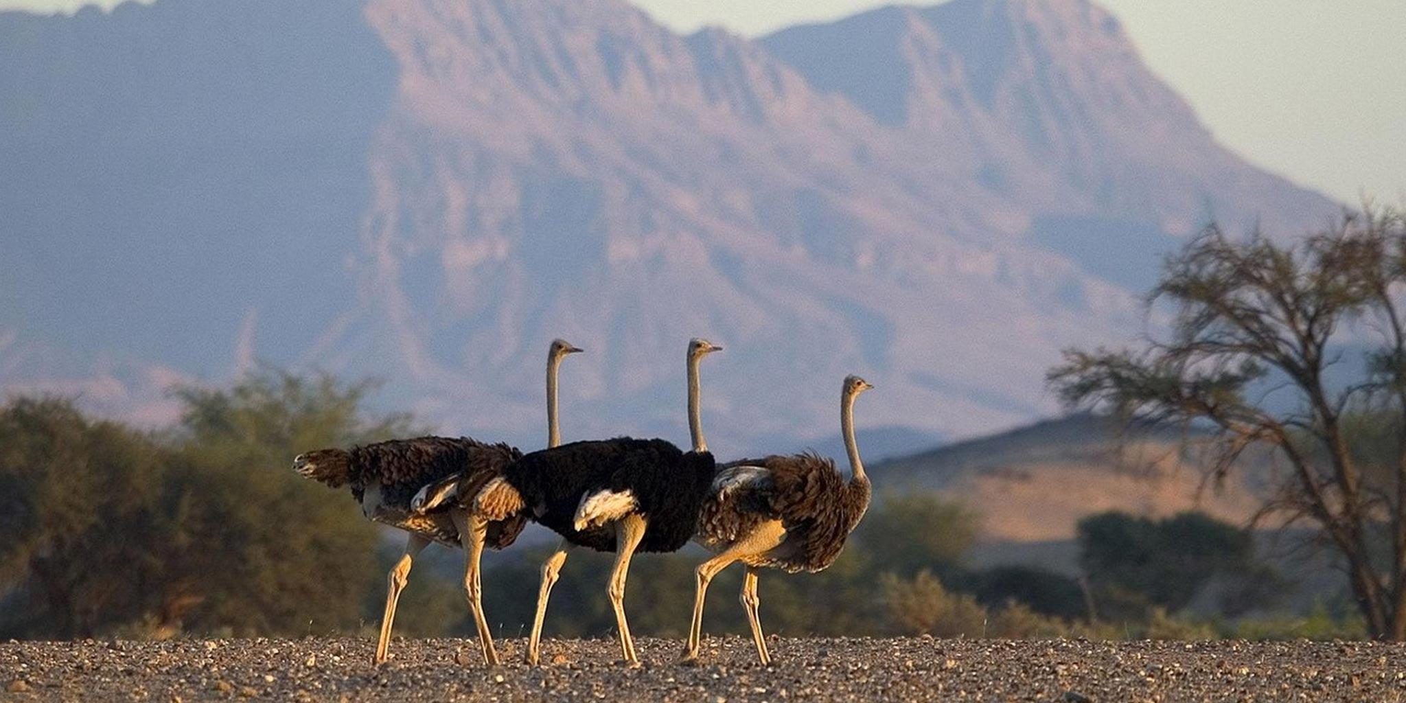 2 Nights in Damaraland