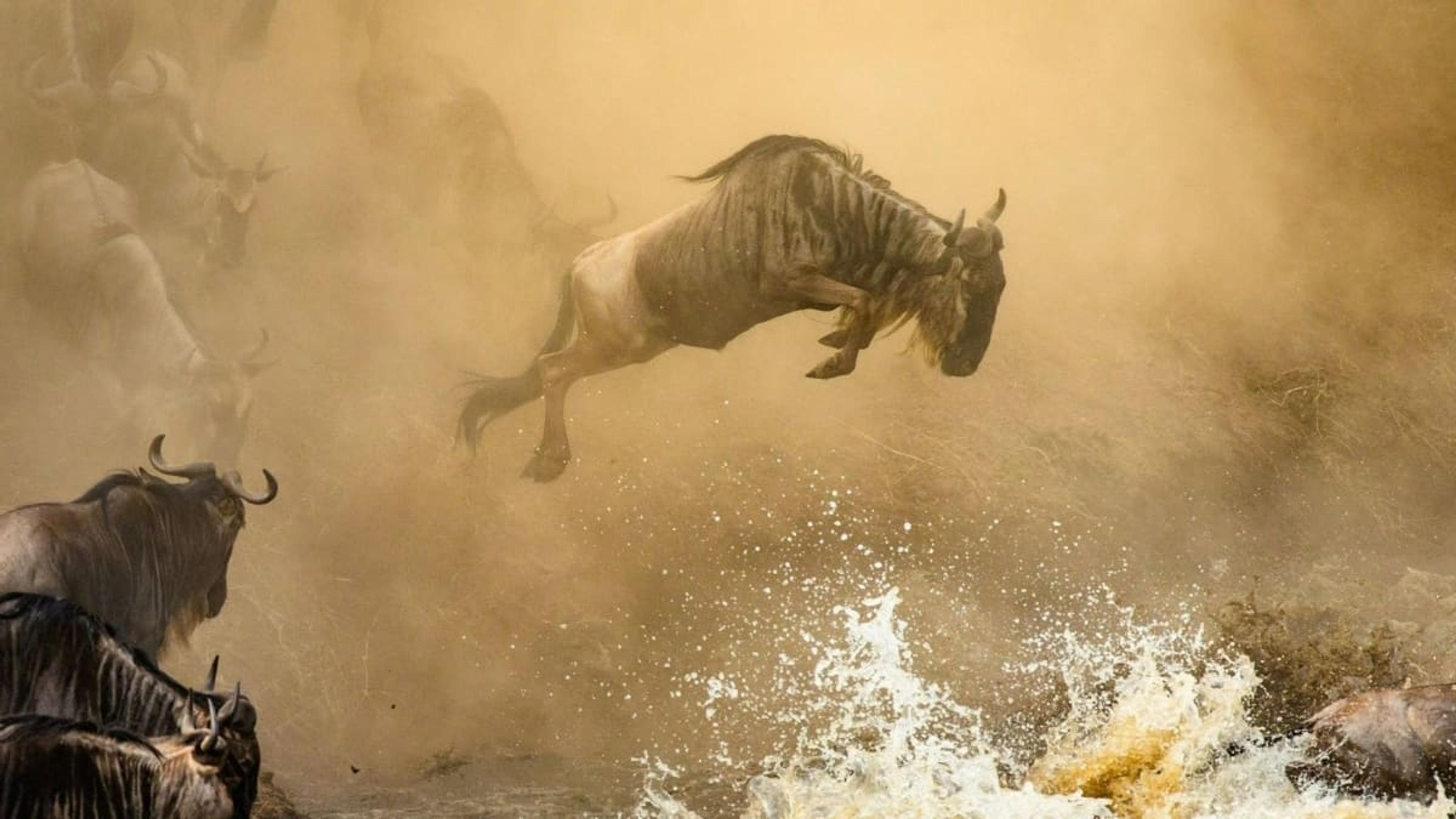 Wildebeest crossing Mara River