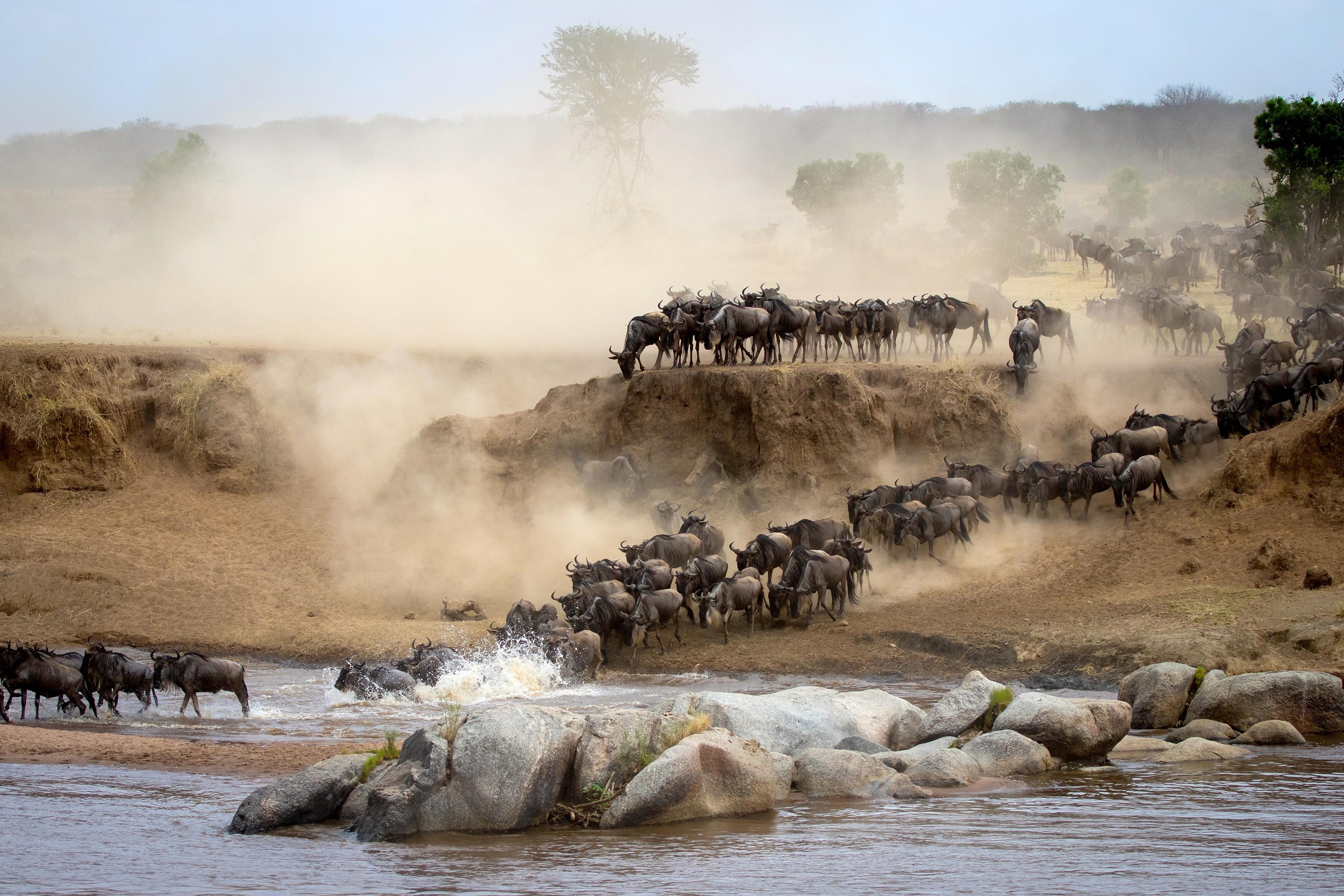 wildbeest-migration-between-serengeti-and-maasai-mara-national-park-AdobeStock_527471600.jpeg