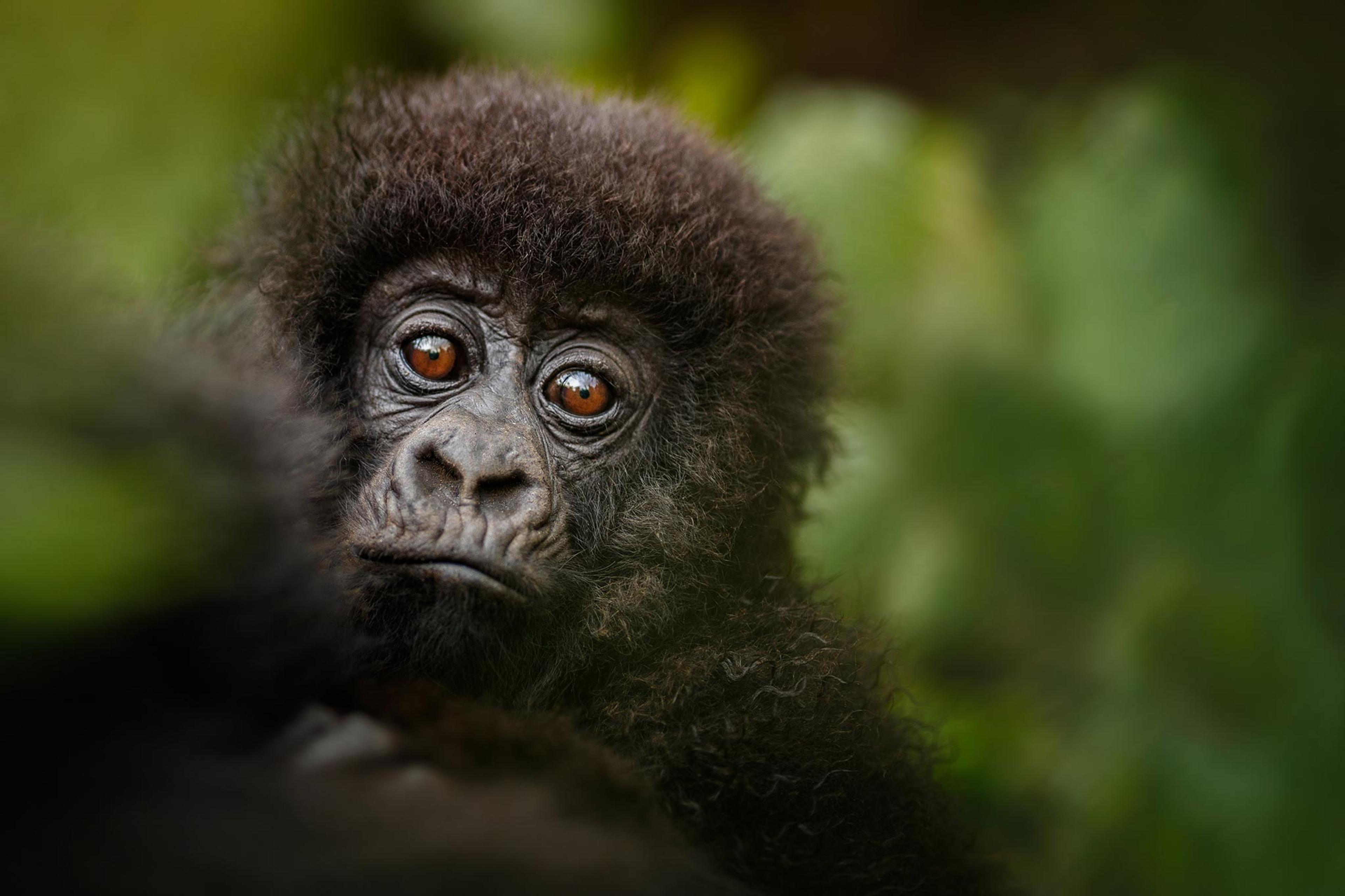 Primates and Jungles: Adventurous Gorilla Trekking in Rwanda