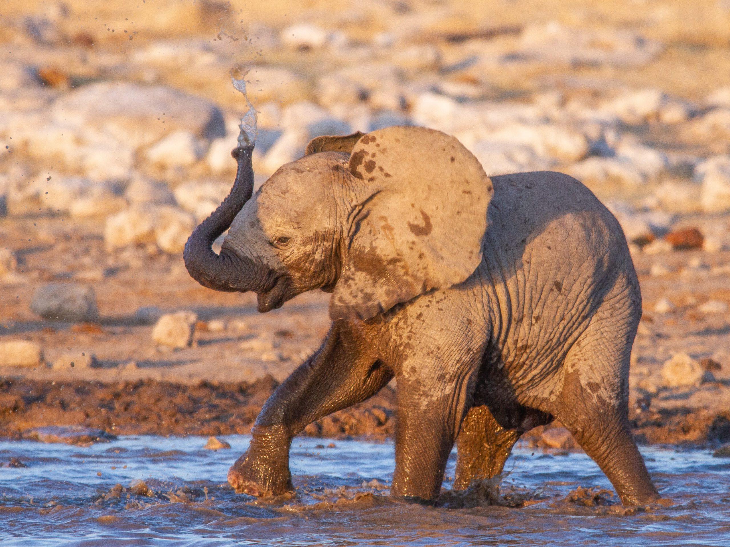 7. Mushara-Bush-Camp-Etosha-National-Park-credit-ute-von-ludwiger-scaled.jpg