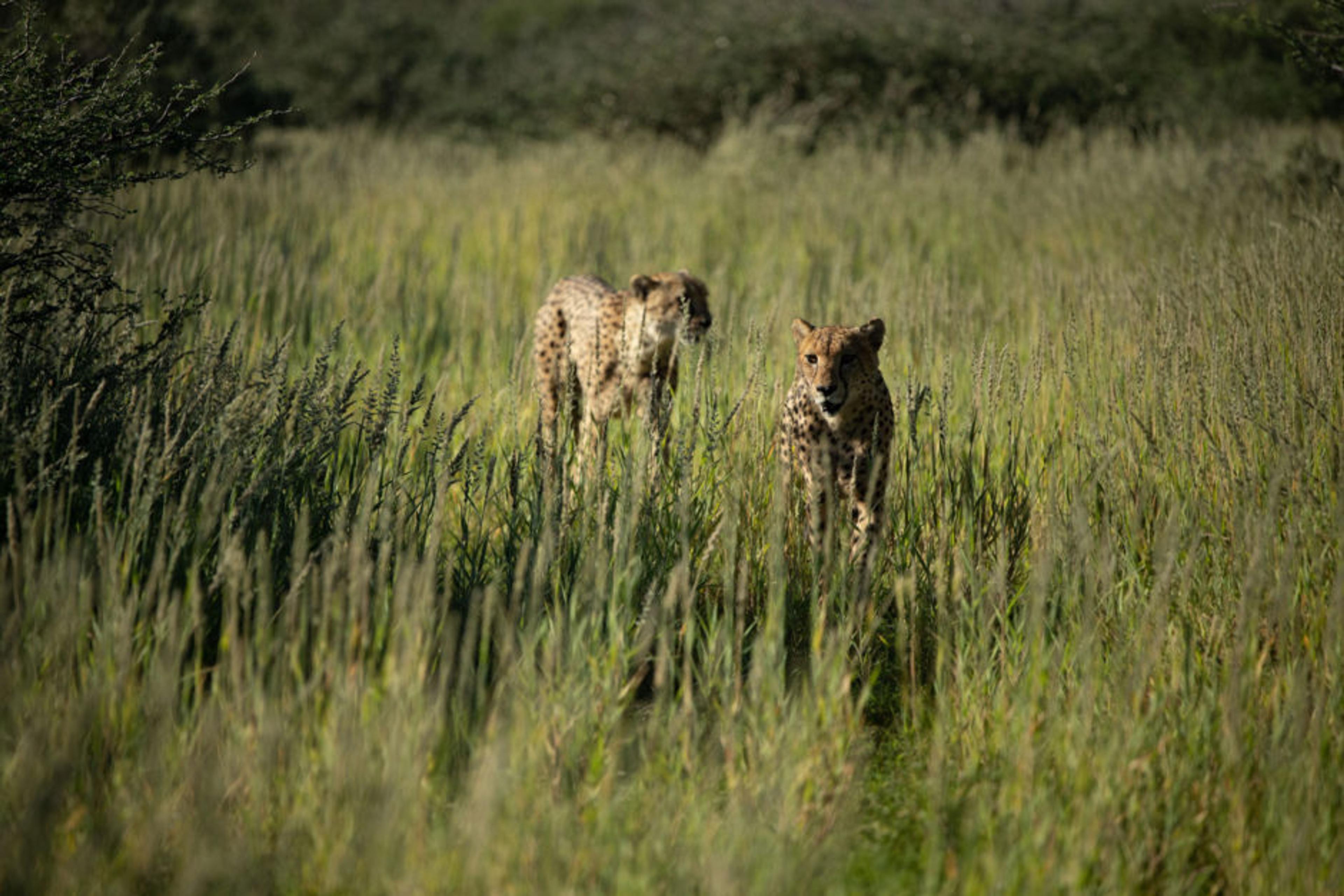 tswalu-kalahari-wildlife-cheetahs-01-940x627.jpg