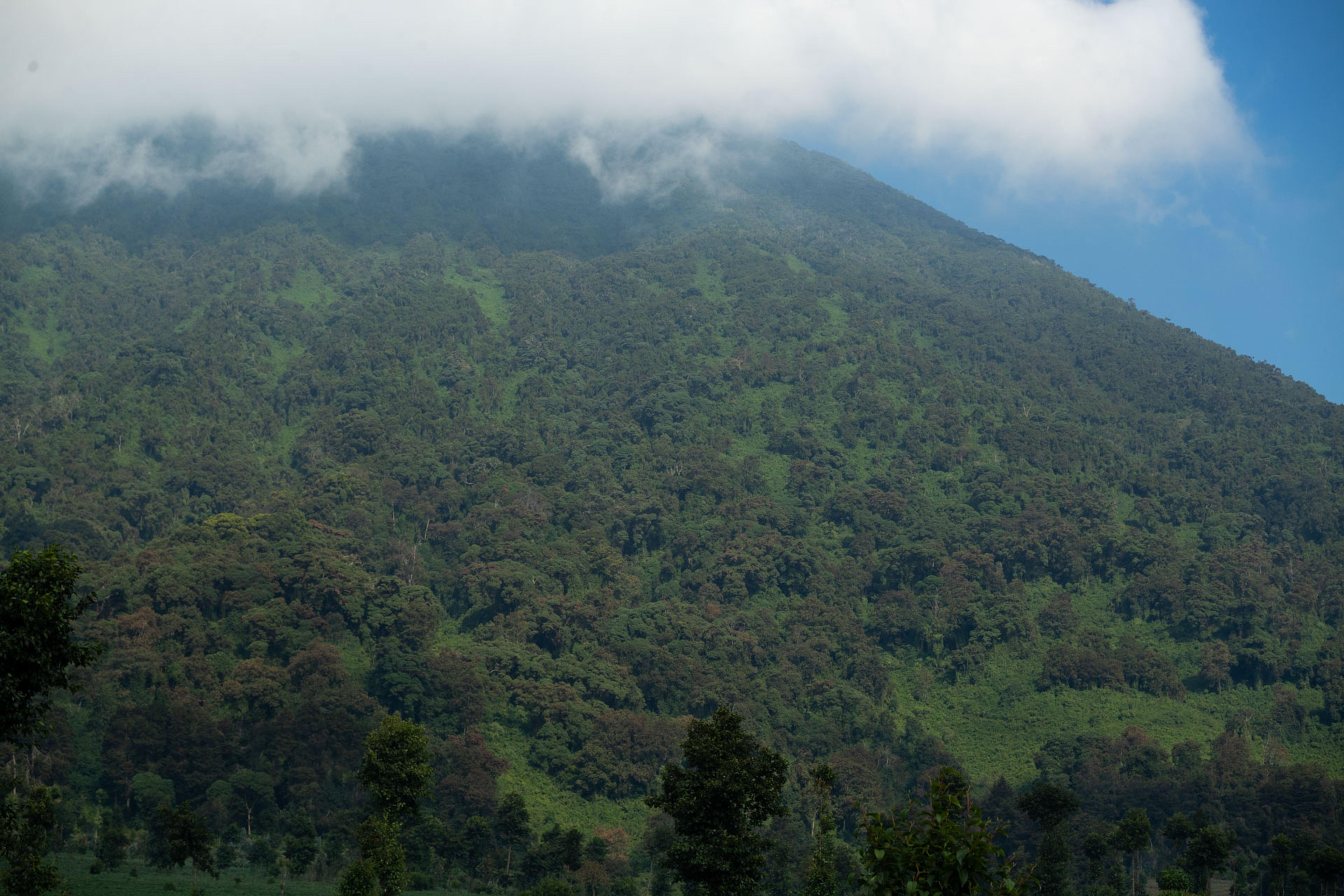 africa-up-close-by-rhino-africa-gorillas-nest-rwanda-088.jpeg