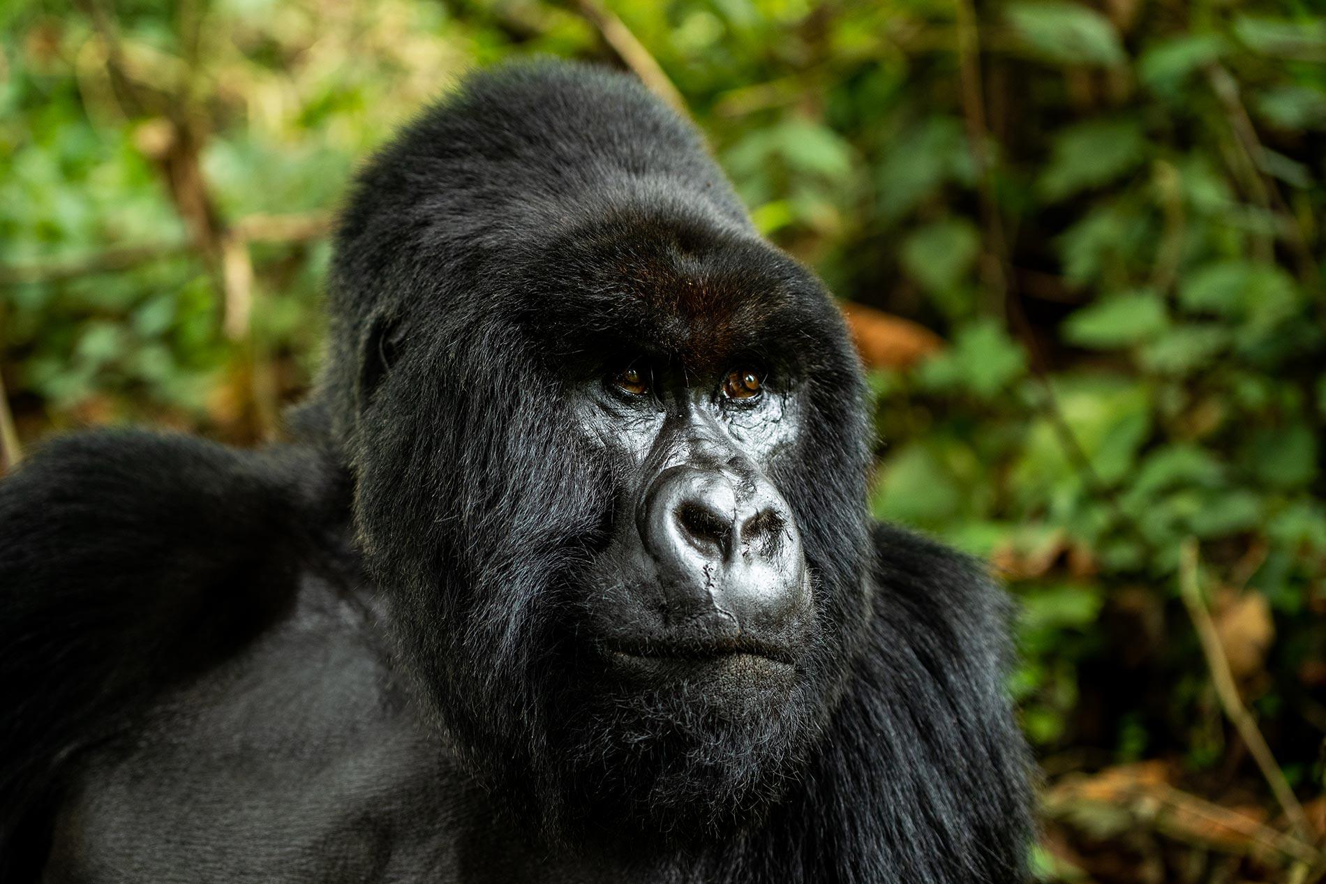 Silverback in its natural habitat