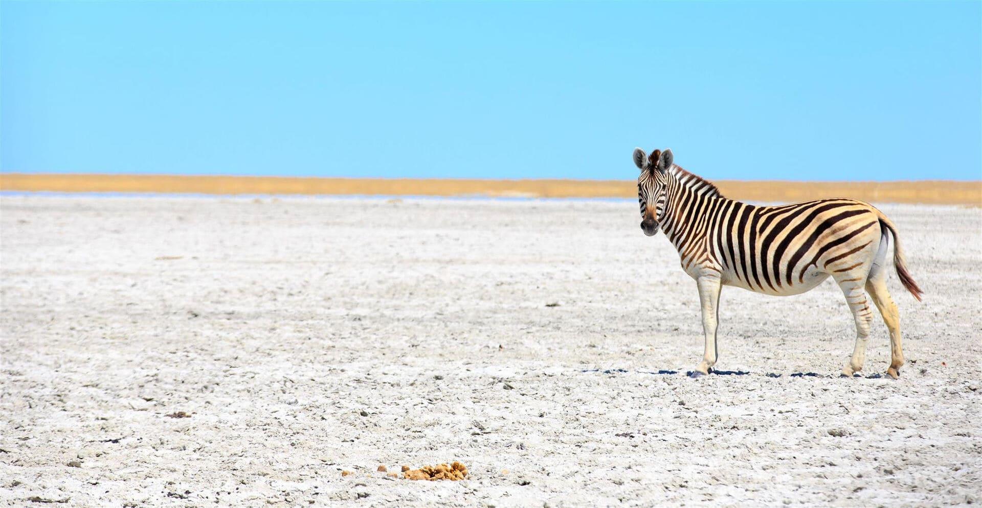 zebra-roaming-makgadikgadi-pans-botswana.jpg.jpg