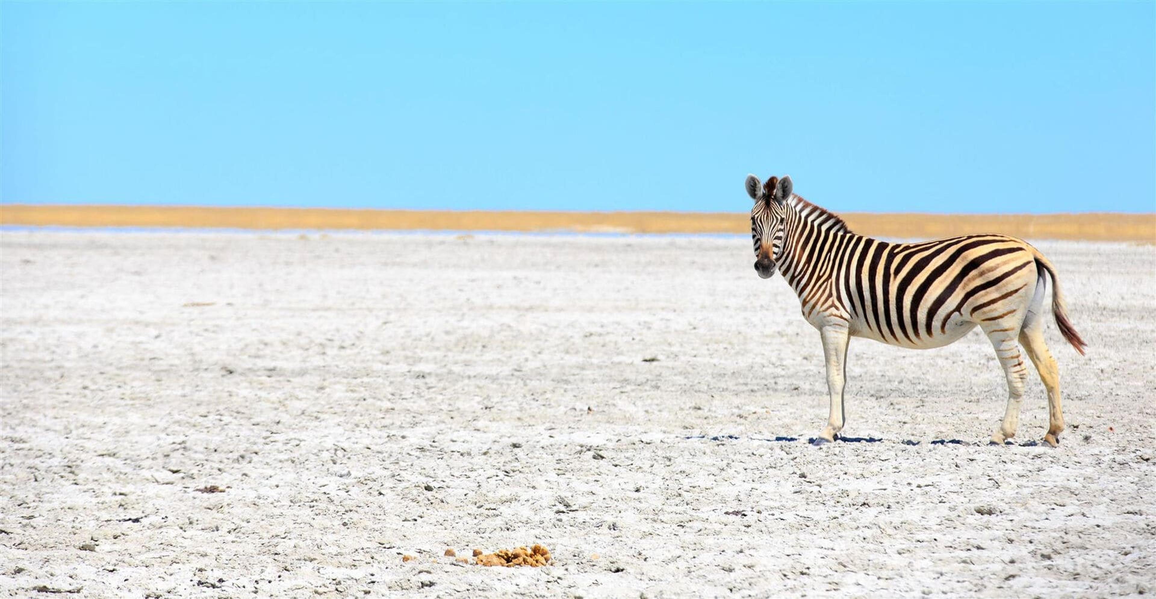 zebra-roaming-makgadikgadi-pans-botswana.jpg.jpg