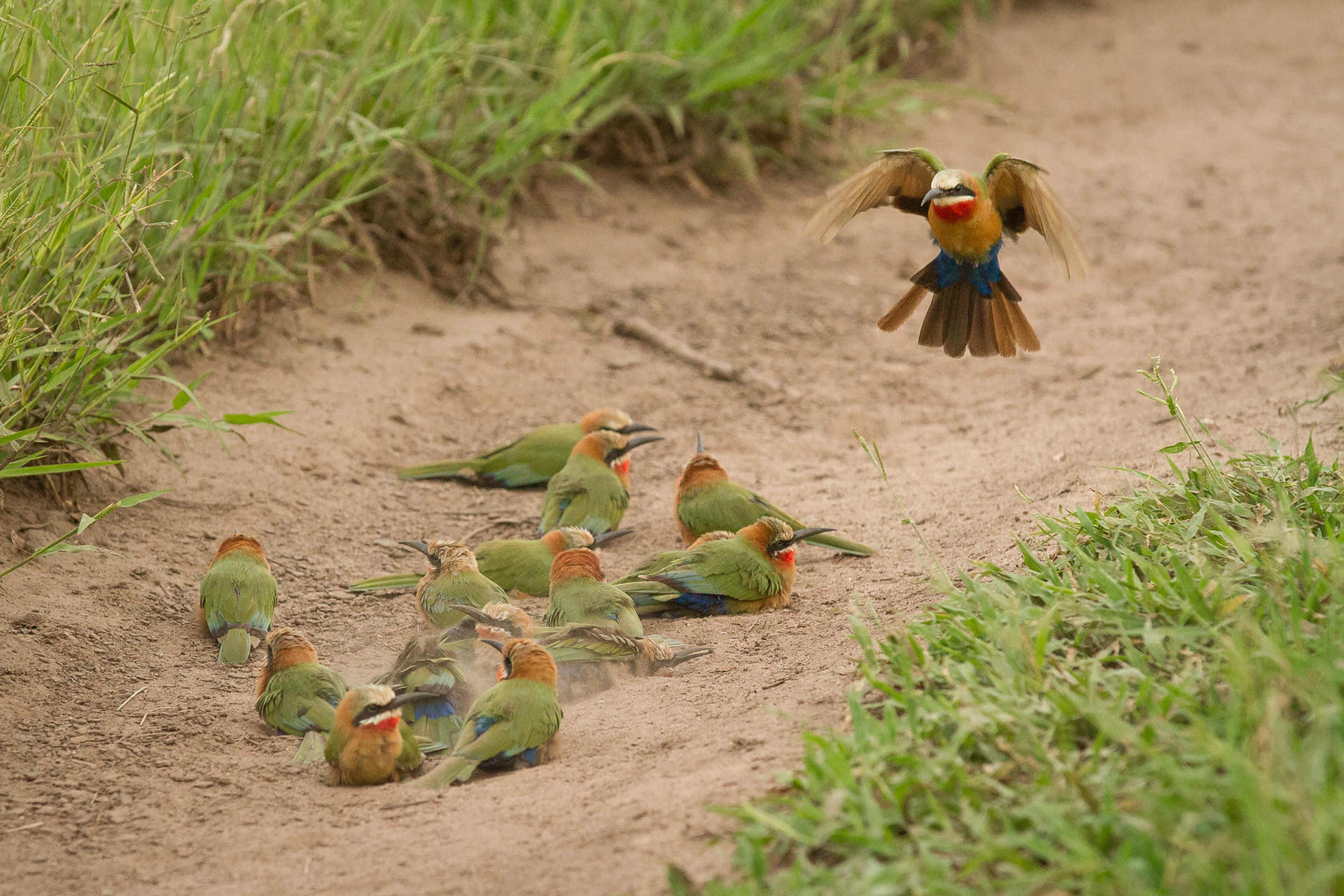londolozi whitefronted bee eaters.jpg