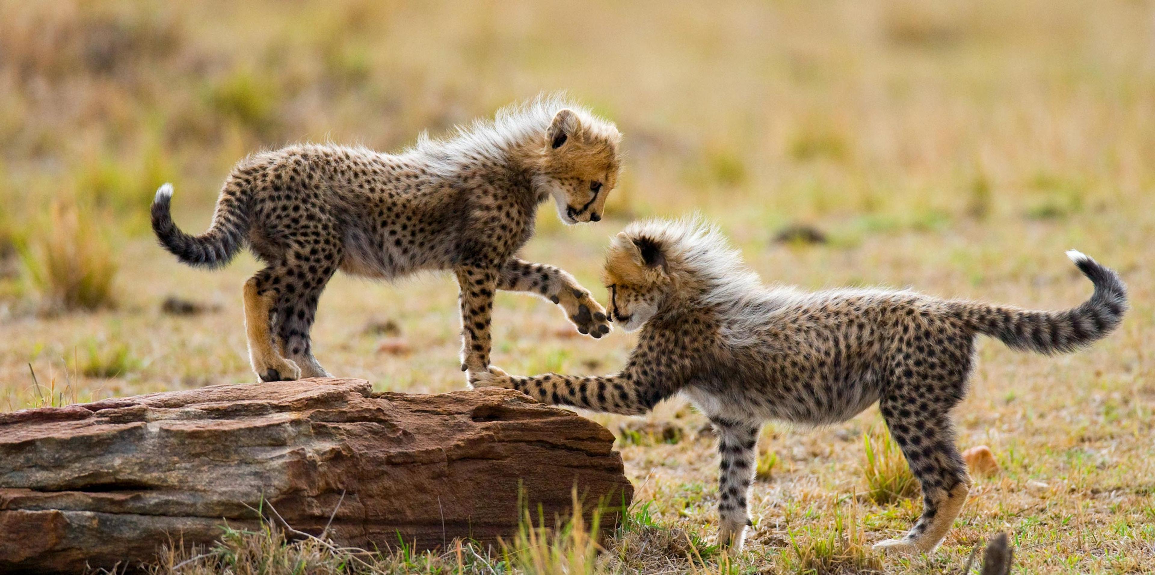 4. cheetah-cubs-play-in-the-savannah-kenya-tanzania-africa-wildlife-01-main.jpg