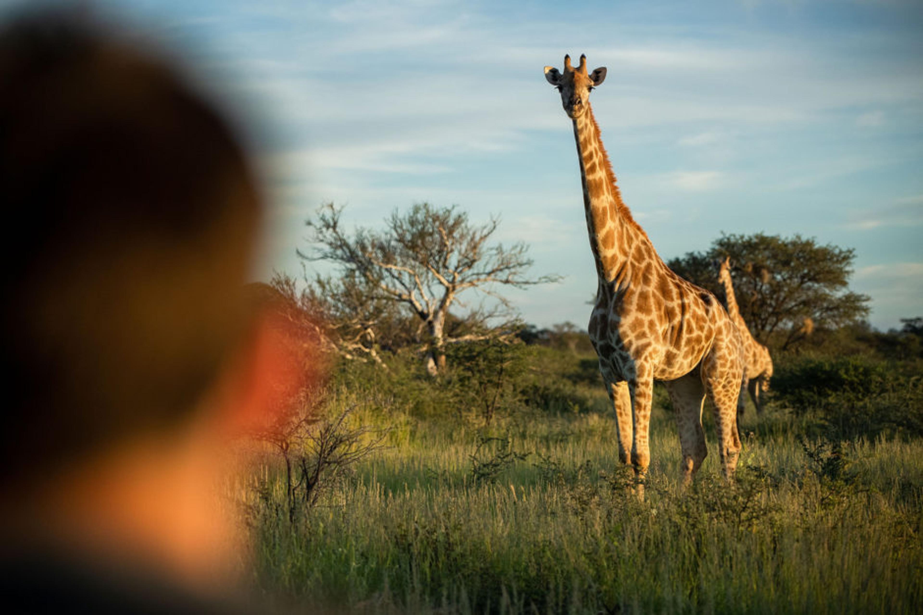 tswalu-kalahari-activities-game-drive-wildlife-giraffe-01-940x627.jpg