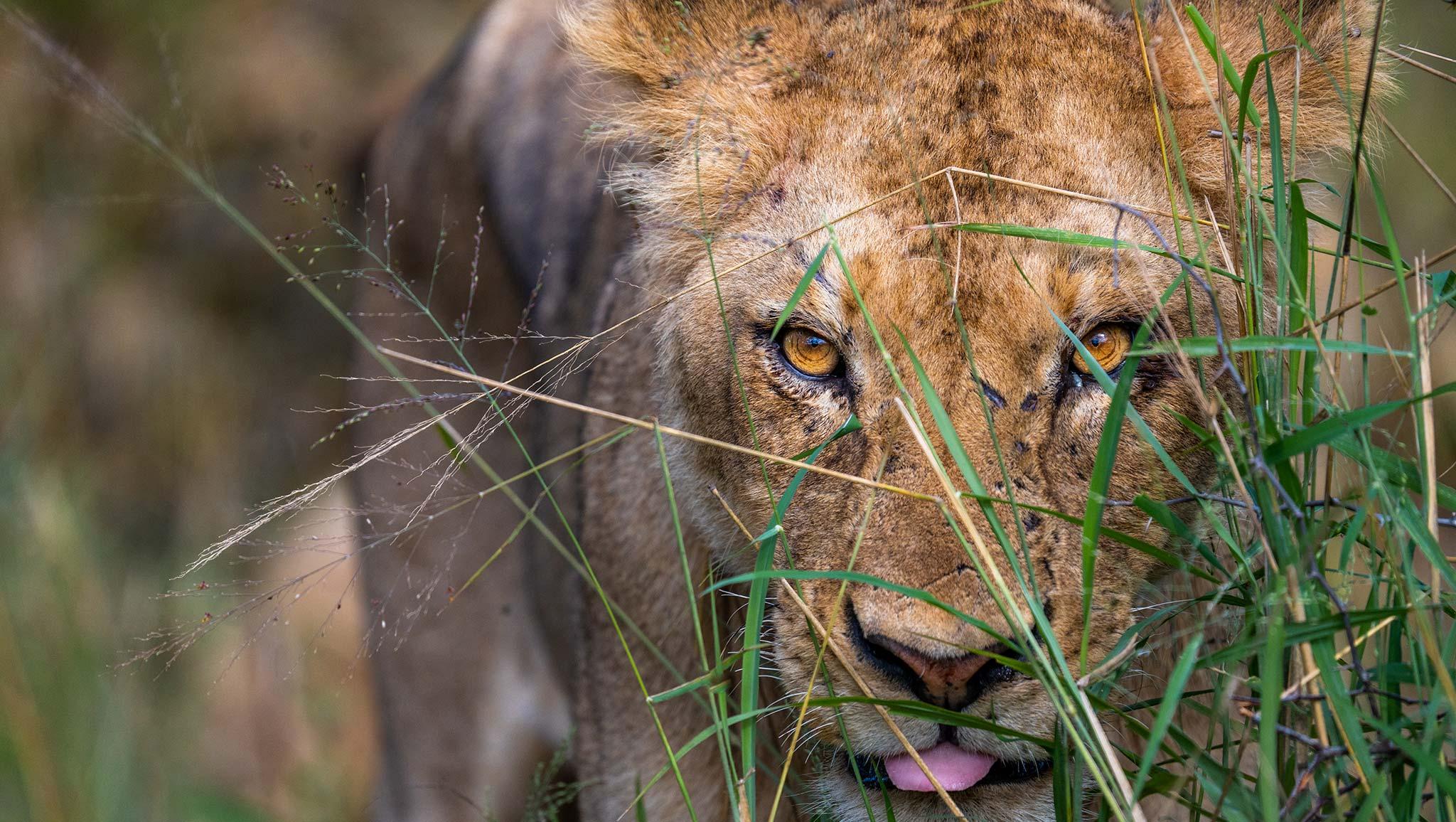 You Never Forget Your First Time…on Safari