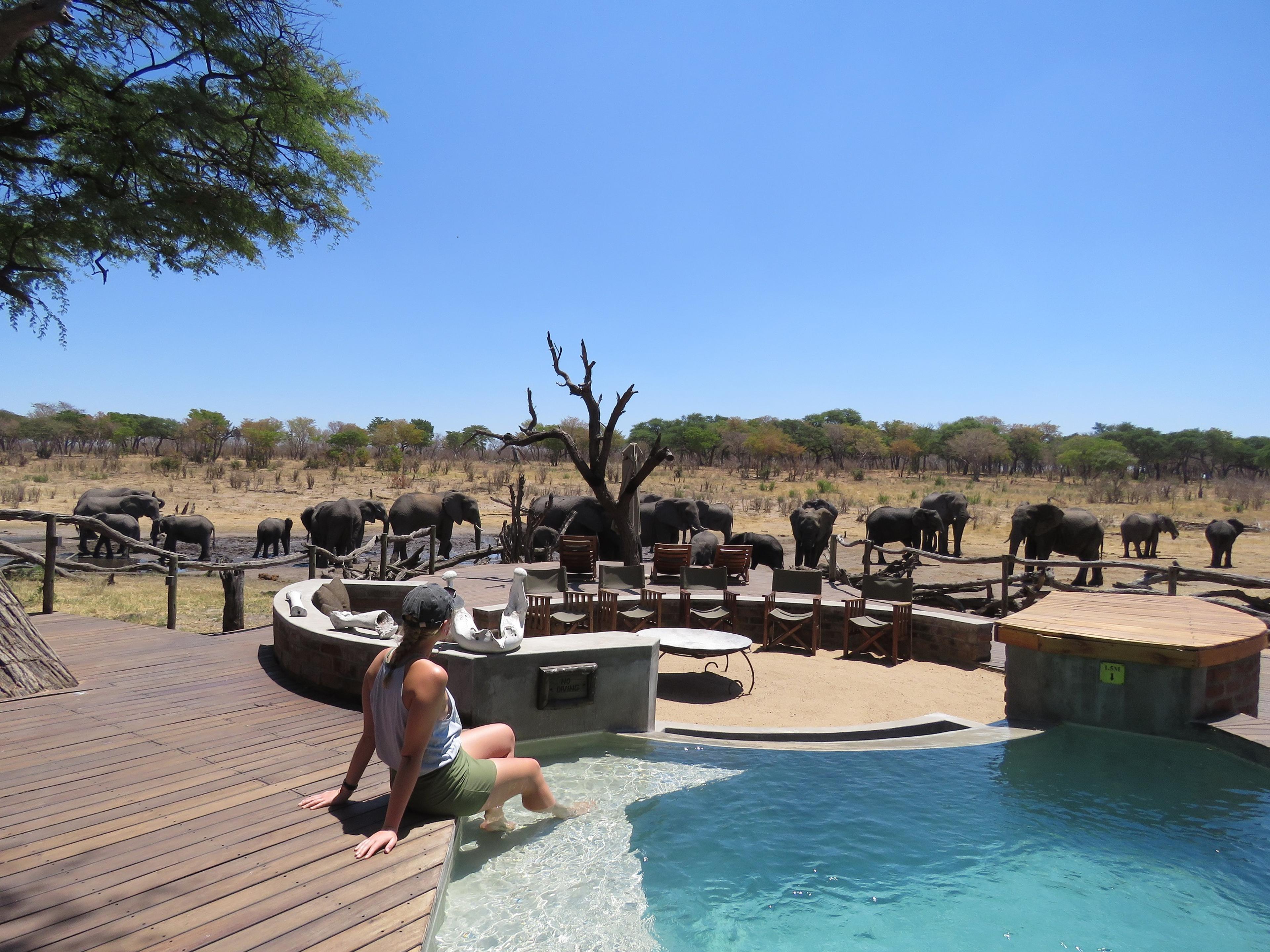 somalisa-acacia -hwange-pool-elephants-janine.jpg