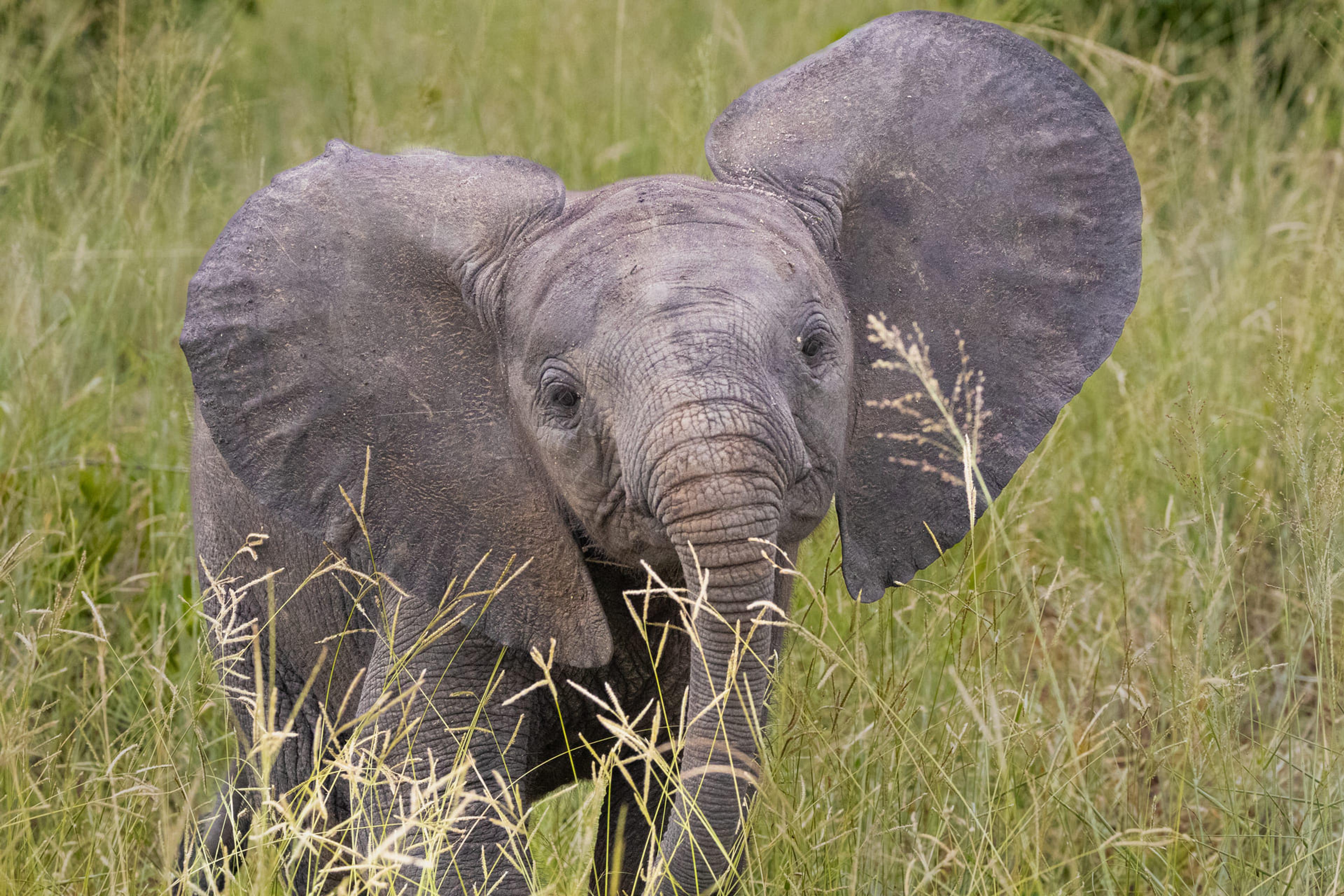 The Green Season in Africa Means Fewer People and More Magic