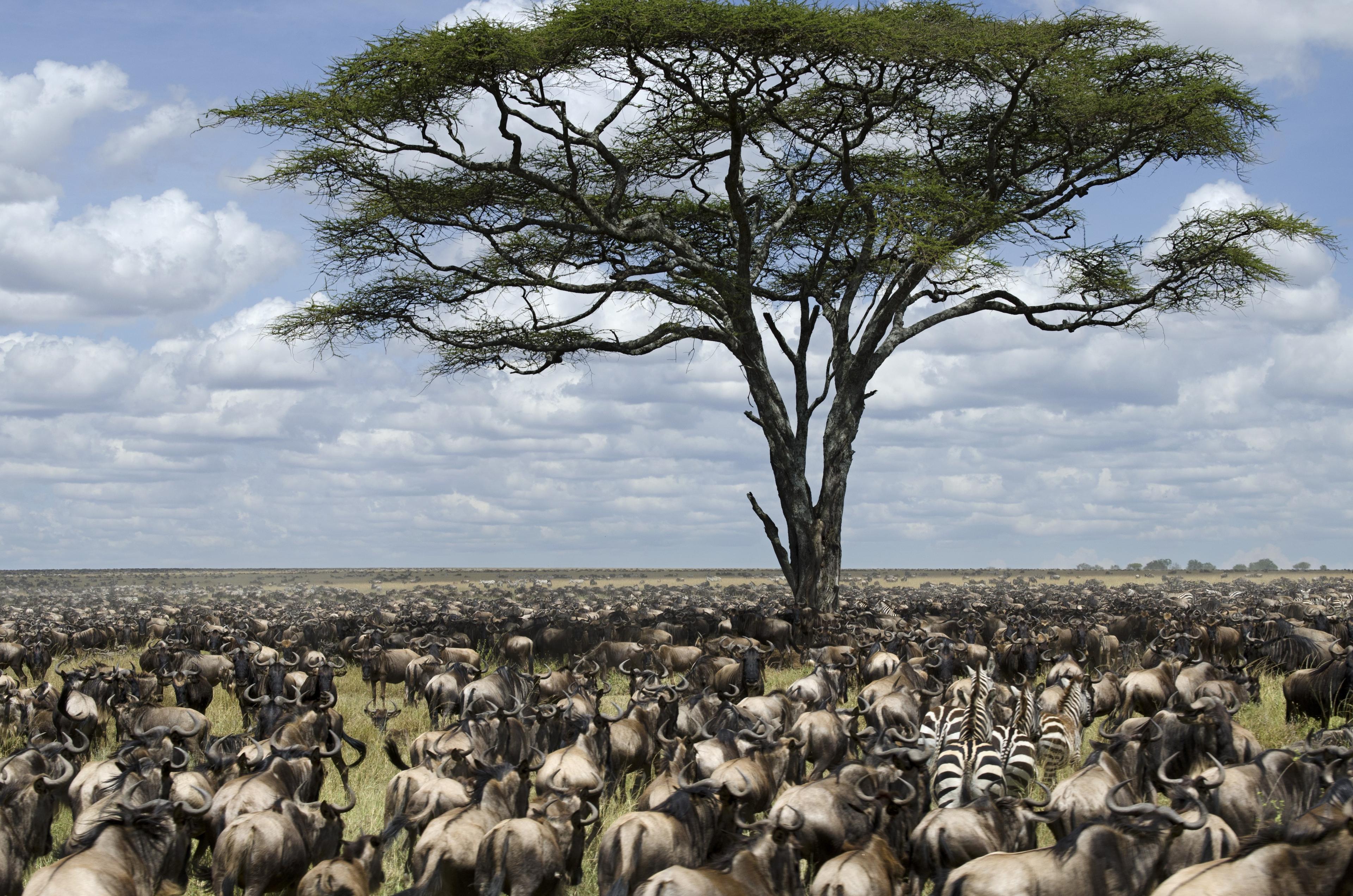 3. Great_Migration_Animals_On_Plain_By_Tree1.jpeg