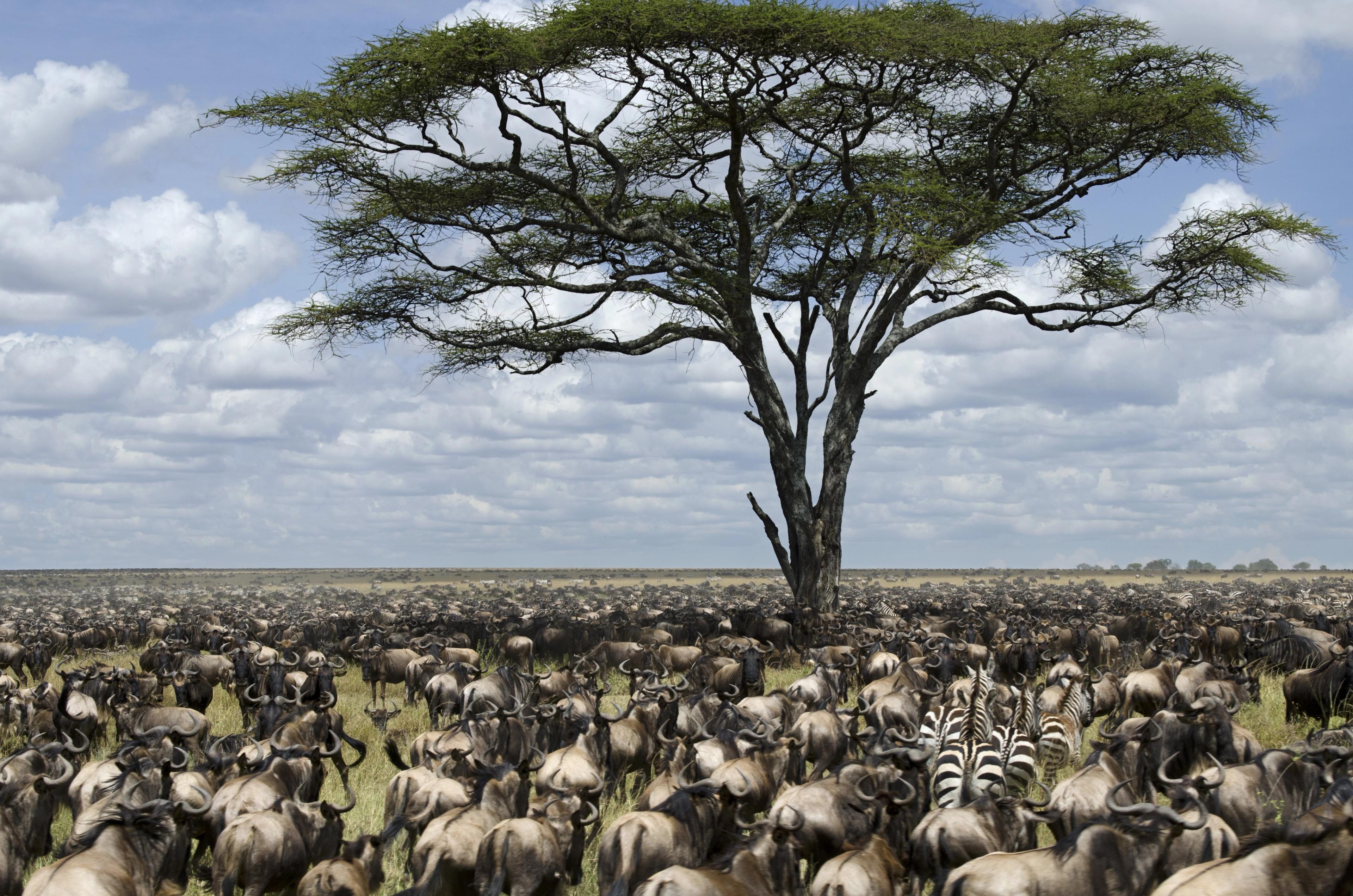 3. Great_Migration_Animals_On_Plain_By_Tree1.jpeg