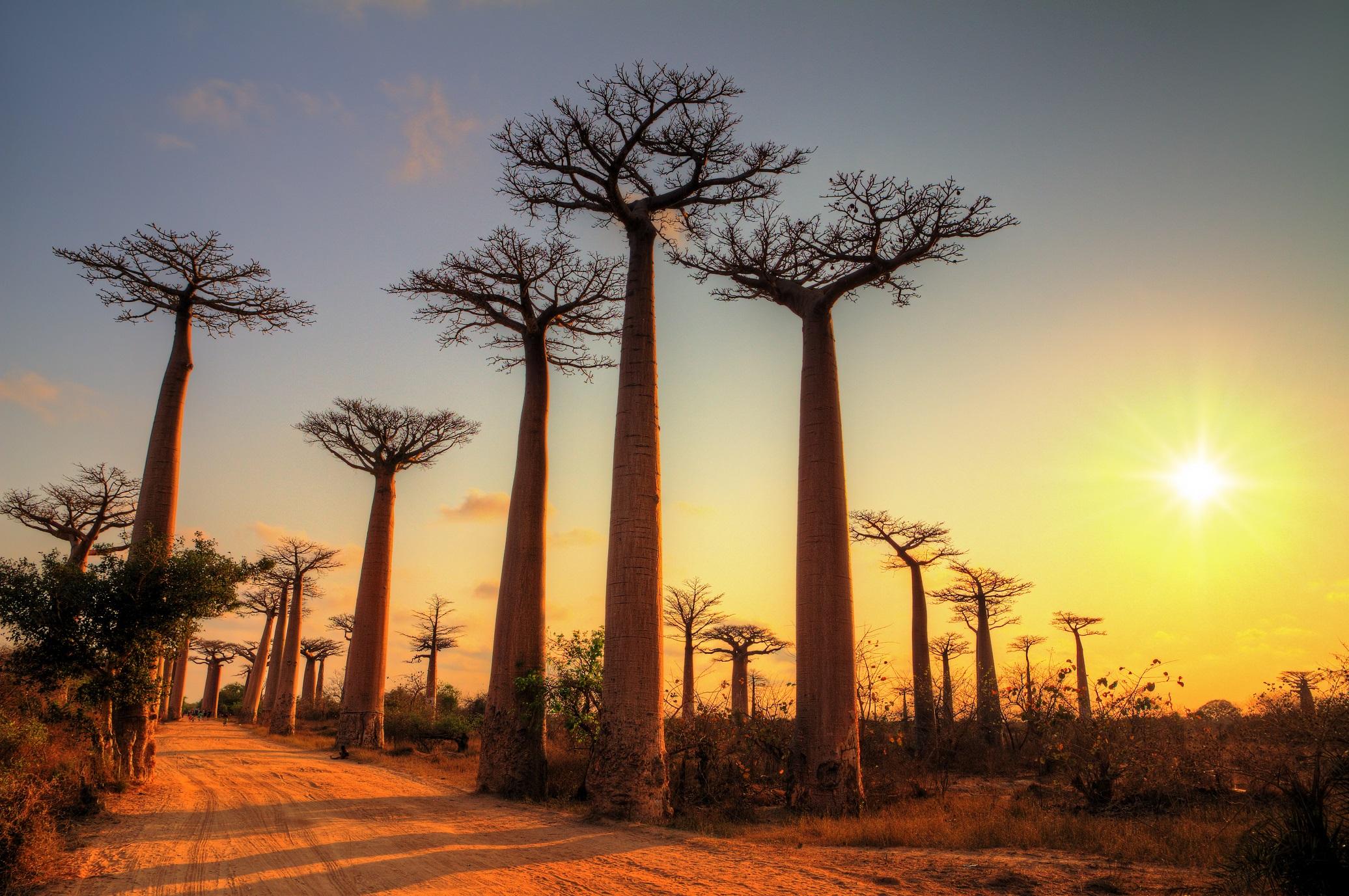 beautiful-baobab-trees at-sunset-at-the-avenue-of-the-baobabs-in-madagascar-AdobeStock_163621331.jpeg