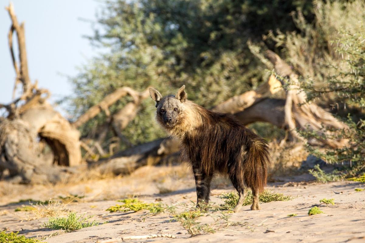 10. wilderness-hoanib-skeleton-coast-hyena.jpg