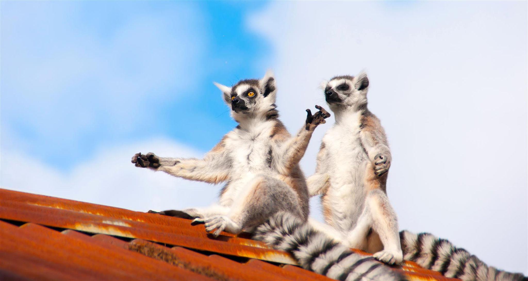 two-lemirs-meditating-on-rusted-tinroof-andasibe-national-park-madagascar.jpg.jpg