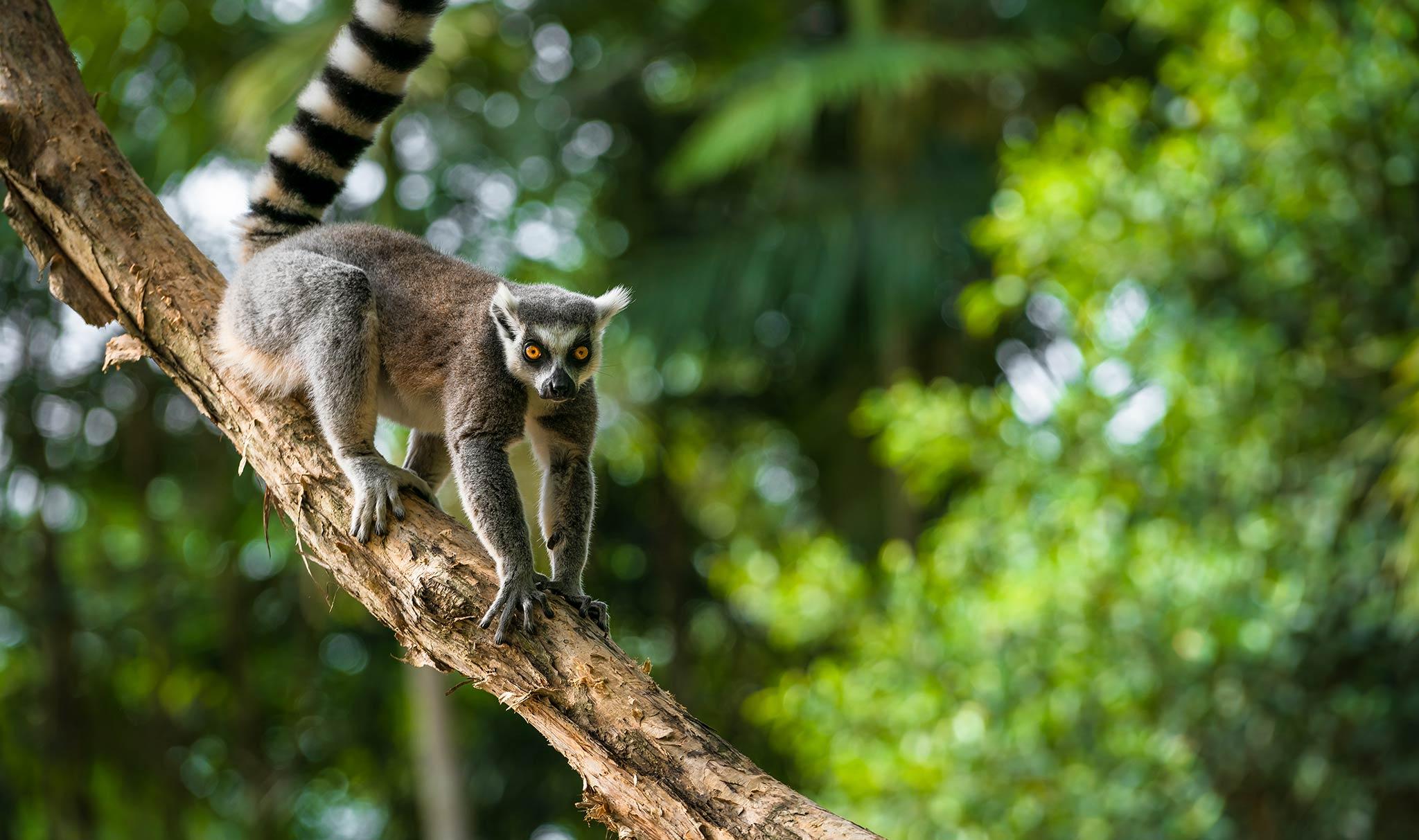 lemur in a tree