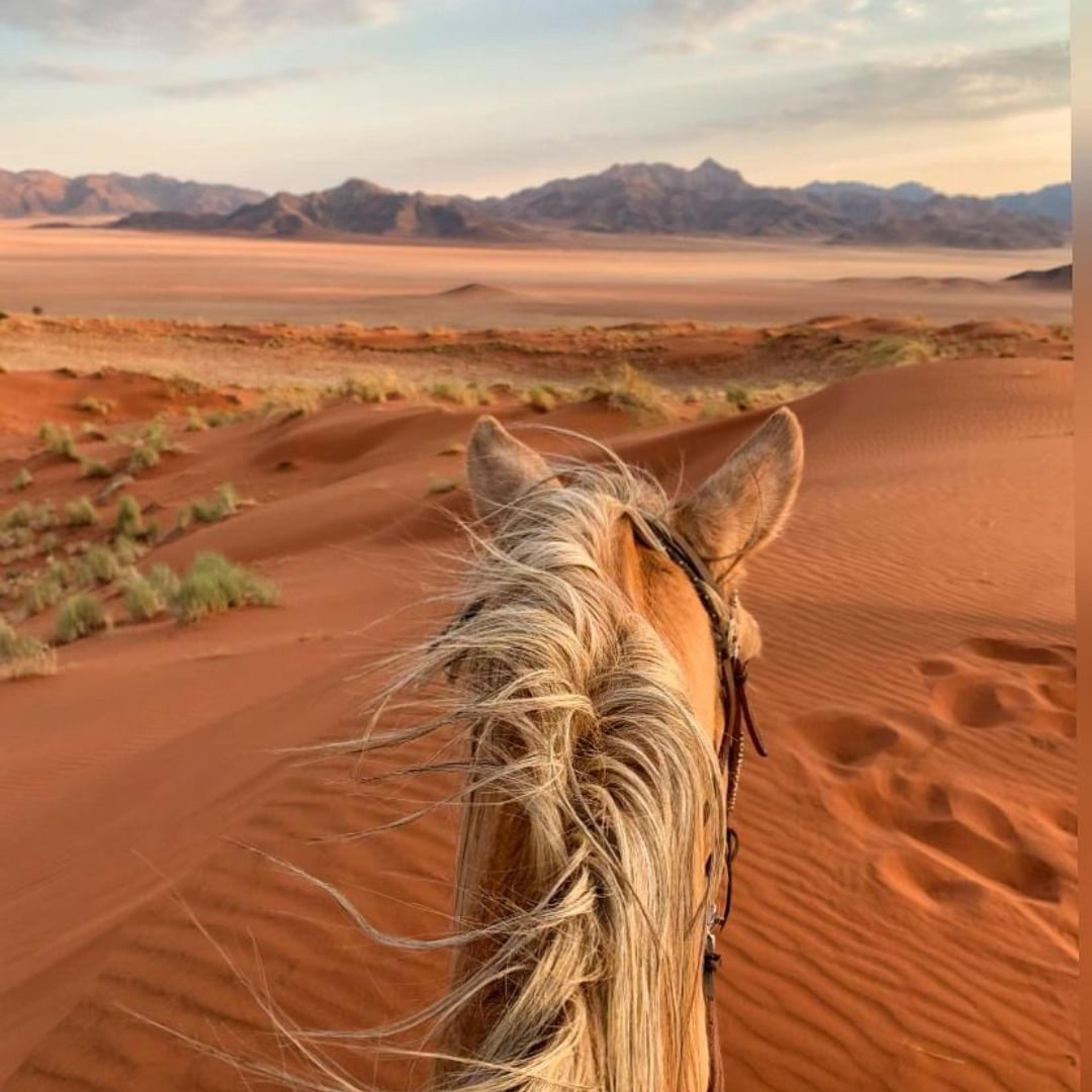 6. wolwedanscollection-horse.jpg