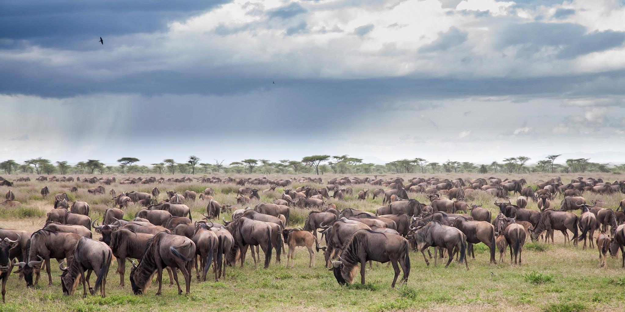 3 Nights in Serengeti National Park