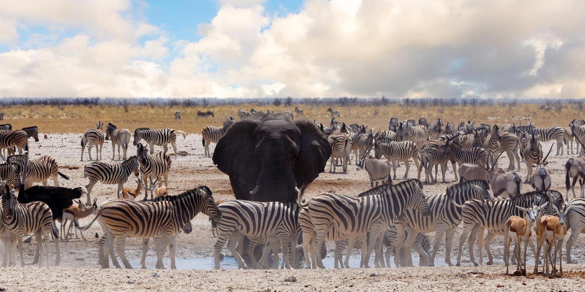 3 Nights in Etosha National Park