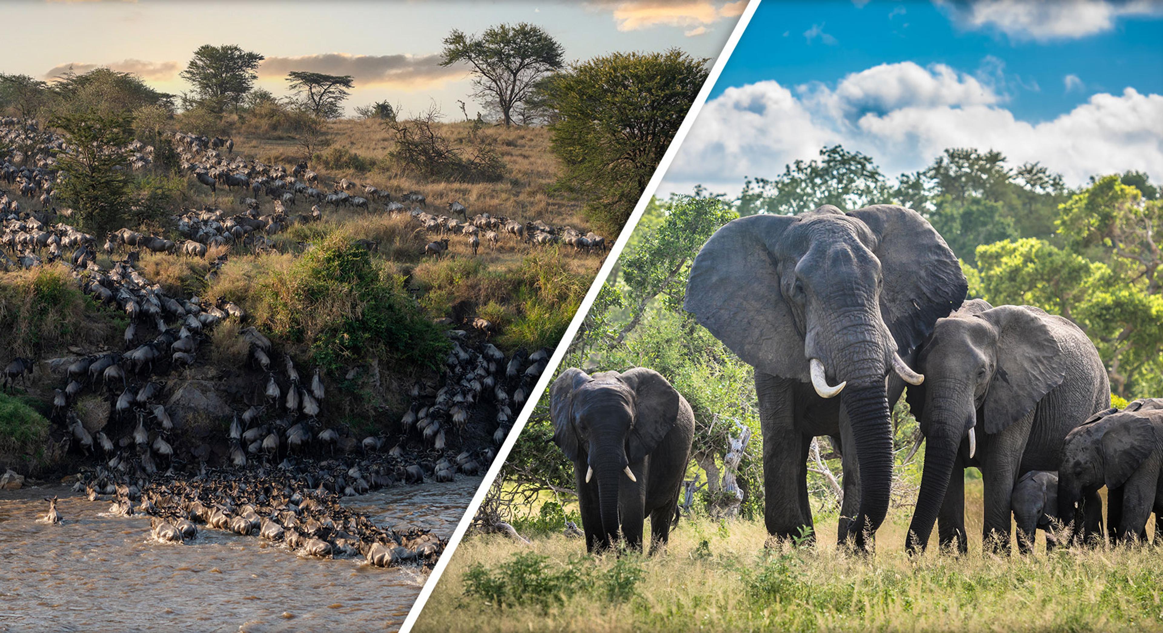 East Africa vs Southern Africa: The Best Safari
