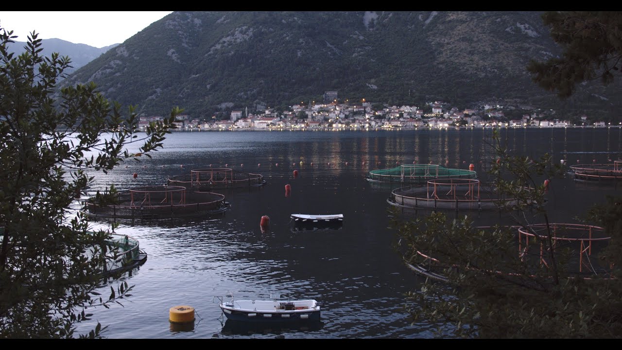 Bahía de Kotor: Kotor, Perast y lo mejor de Montenegro