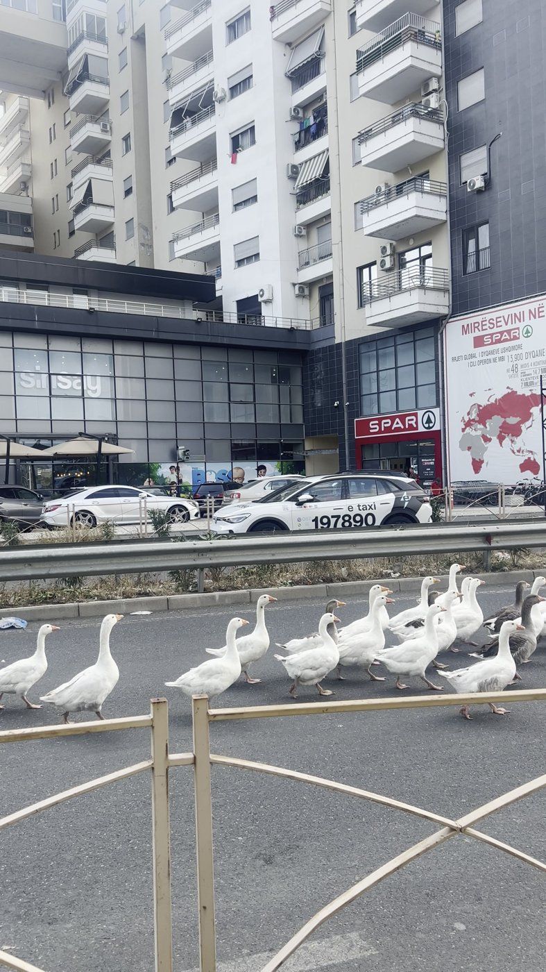 La procesión de patos cruzando la calle en Shkodër, autos detenidos