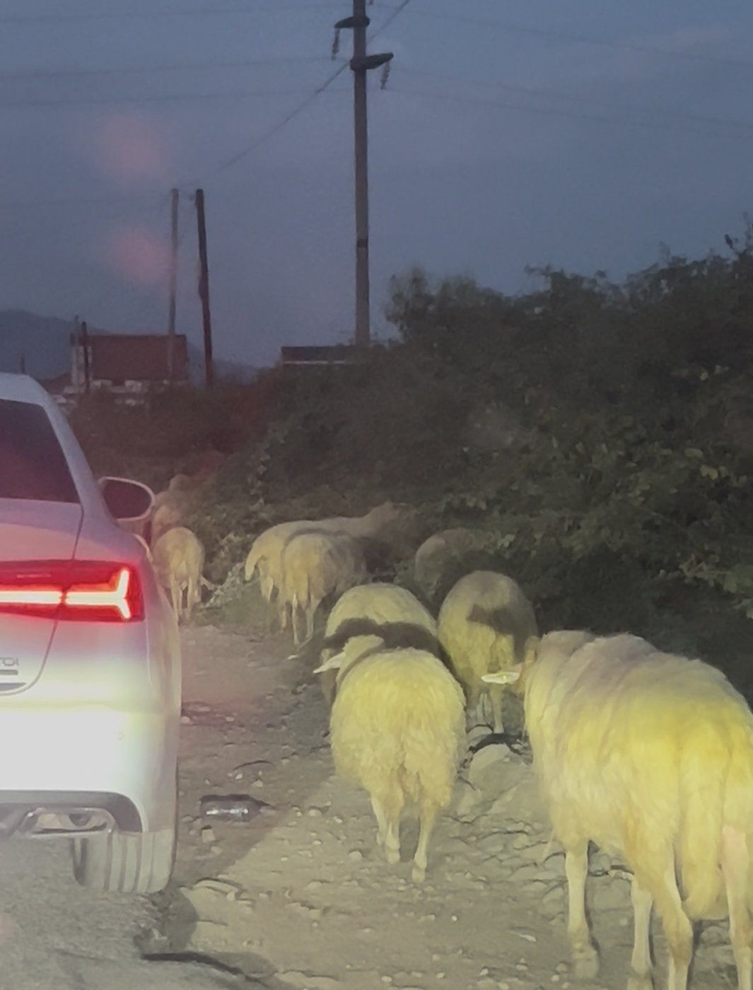 El Tesla avanzando despacio detrás de un grupo de ovejas en Shkodër
