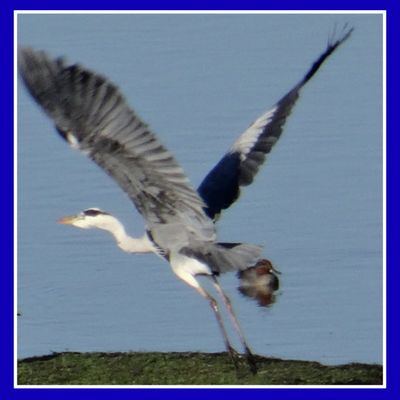 l'envol de l'oie blanche qui déploie ses ailes ! s'élève et se sent bien légère au gré de l'air