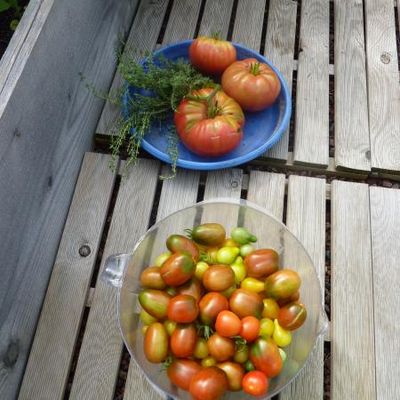 tomates anciennes juteuses à point !
