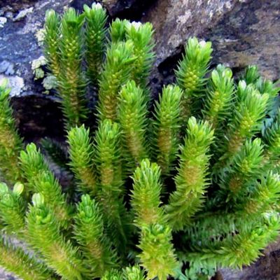 mousses lycopodes