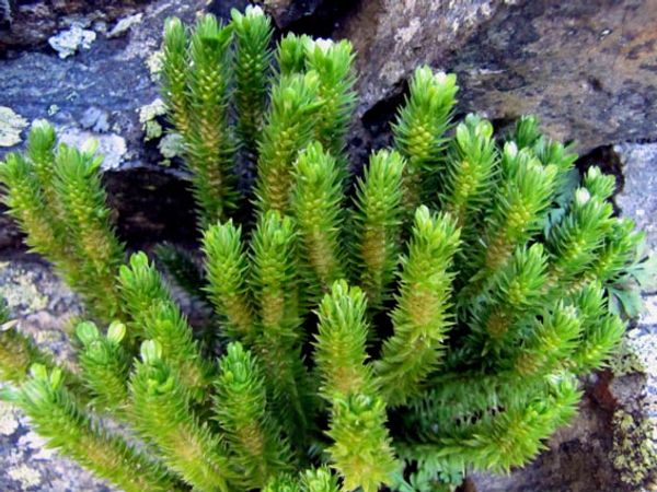 mousses lycopodes