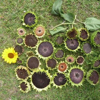 ils donneront des graines, vivent les tournesols