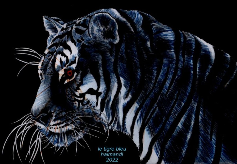 année du tigre bleu marine