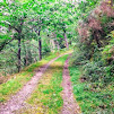 ballade en forêt