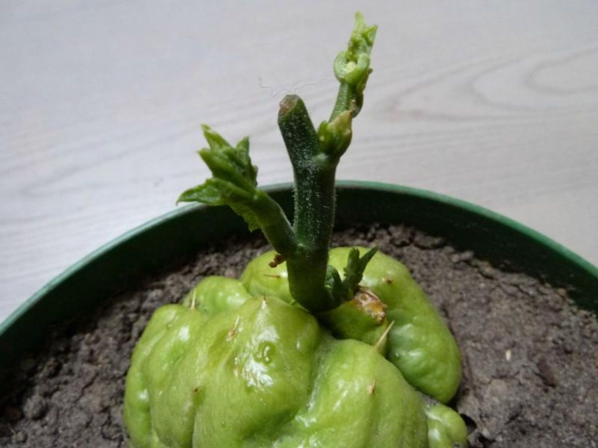 Le retour du printemps LI CHUN
