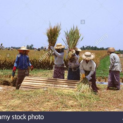 battage de riz