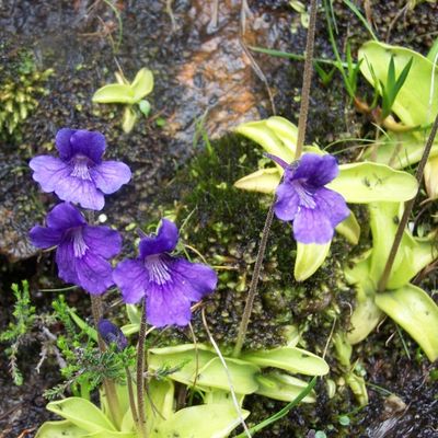 la grassette commune d'un bleu violet