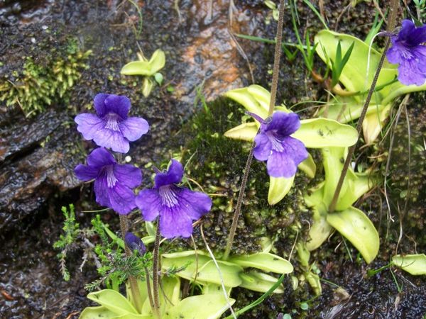 la grassette commune d'un bleu violet