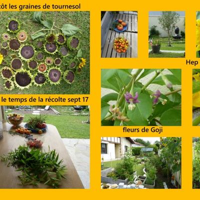 un petit montage de notre récolte !