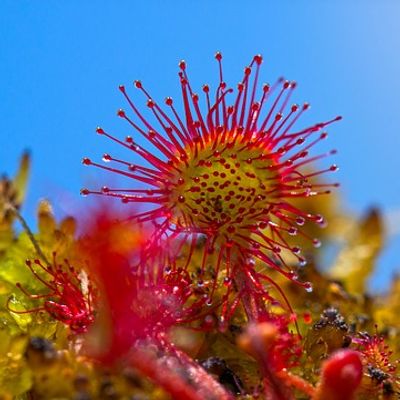 la belle drosera