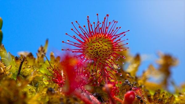la belle drosera