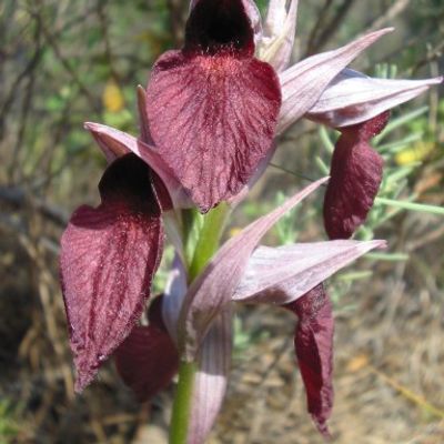 orchidée sauvage vomicera serapia