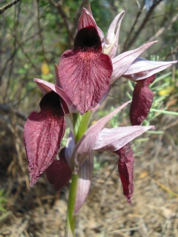 orchidée sauvage vomicera serapia