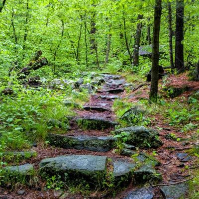 Une forêt verdoyante