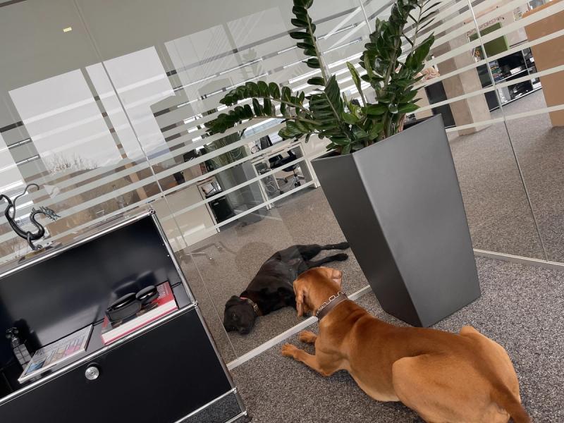 Hund liegt entspannt im Buero