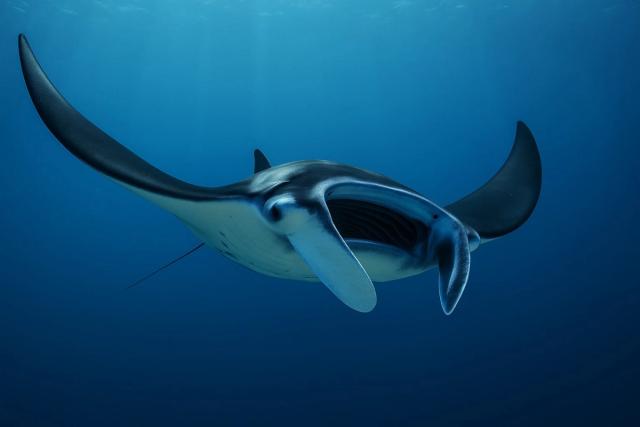 Manta Ray Symbolism: Grace, Depth & Spiritual Navigation